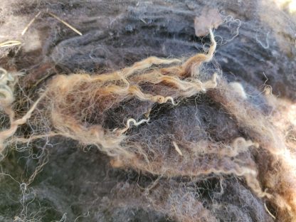 BlackShetlandLambswool