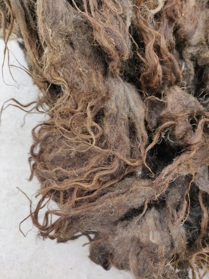 Fibre Length of Black Boreray Fleece