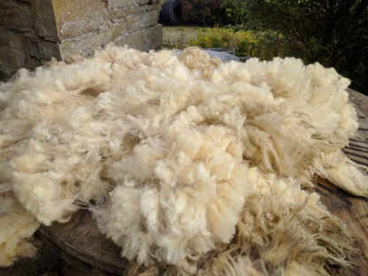 Organic Unwashed Sheep Fleece